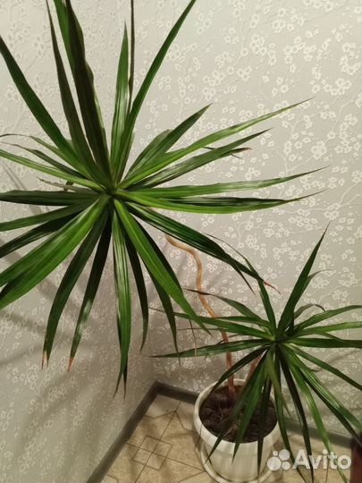 Комнатные растения