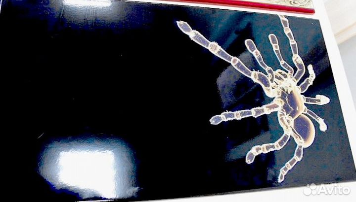 Экраны из стекла с фотопечатью