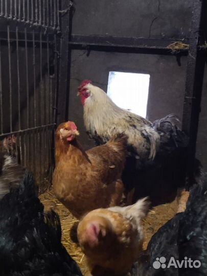 Юрловская голосистая