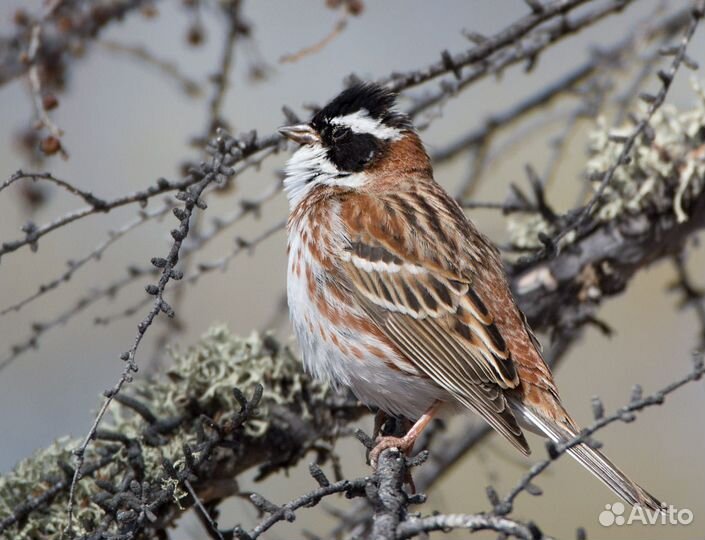 Певчие птицы