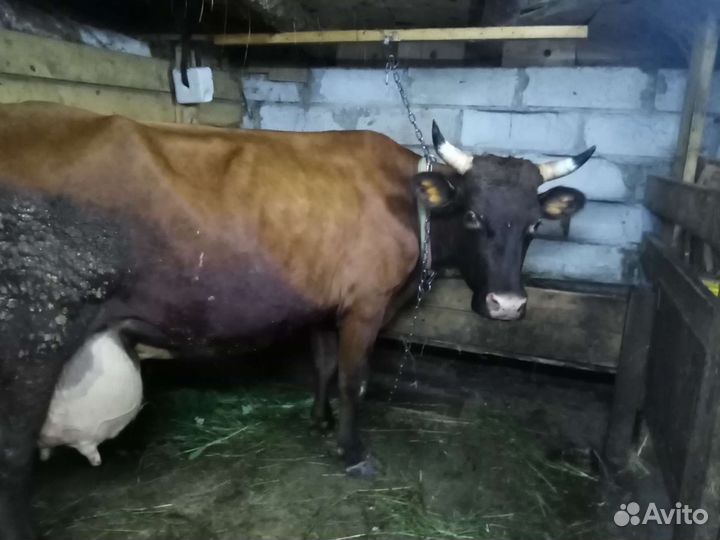 Молоко коровье, творог, сметана