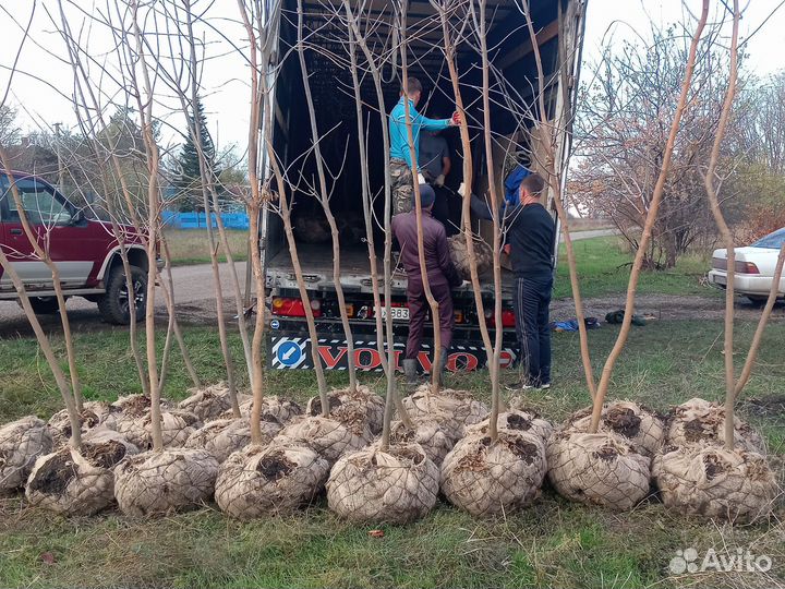 Саженцы Липы крупнолистная крупномеры