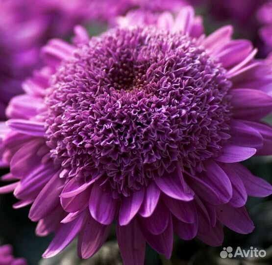 Саженцы Хризантем
