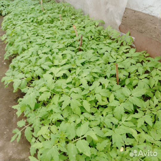 Рассада помидор, перец