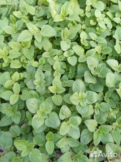 Пряные травы