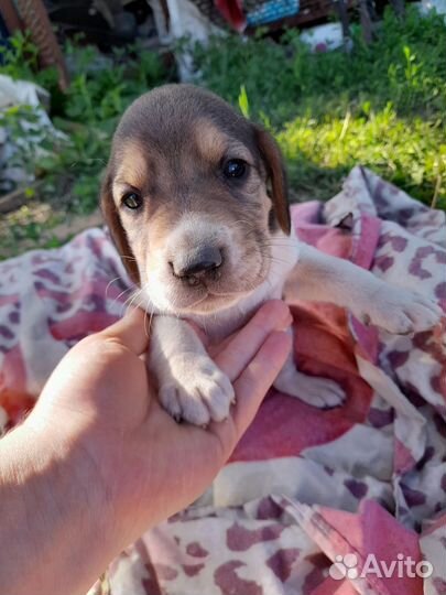 Щенки Русской пегой гончей