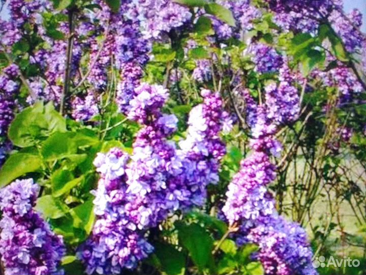 Сирень 