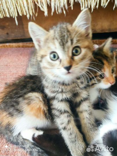 Кошечки крысоловки