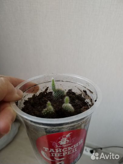 Кактус опунция