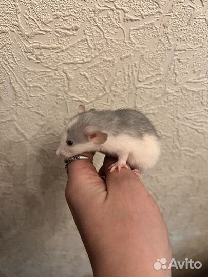 Крысята Дамбо