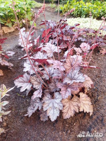 Многолетники садовые