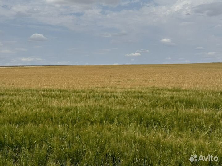 Ячмень яровой пивоваренный