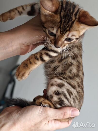 Бенгальская кошка
