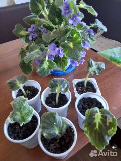 Продаю, цветочки