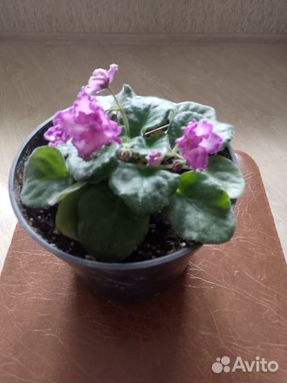 Цветы фиалки