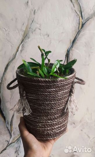 Орхидея редкая дендробиум