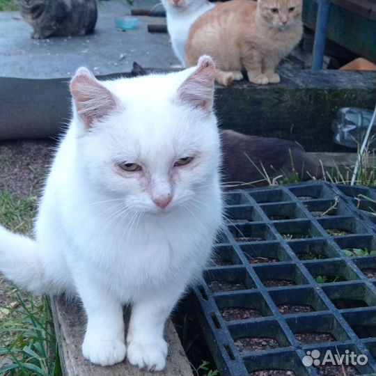 Кошка в дар