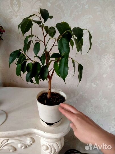 Фикус бенджамина