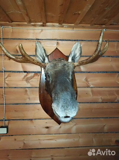 Чучело голова лося