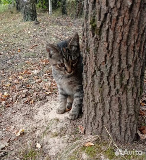 Котенок Анфиса ищет дом