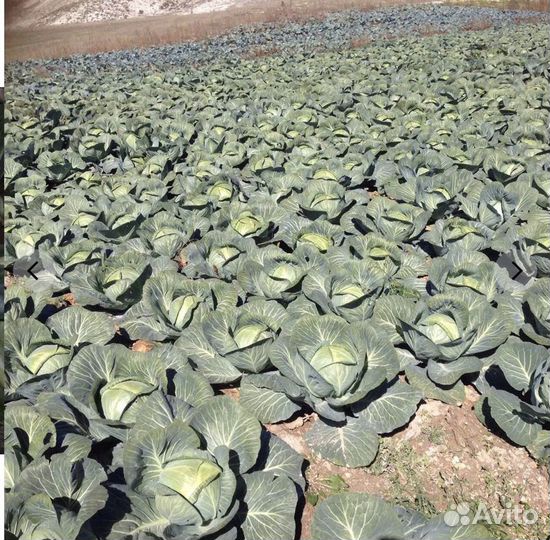 Семена капусты Авак F1