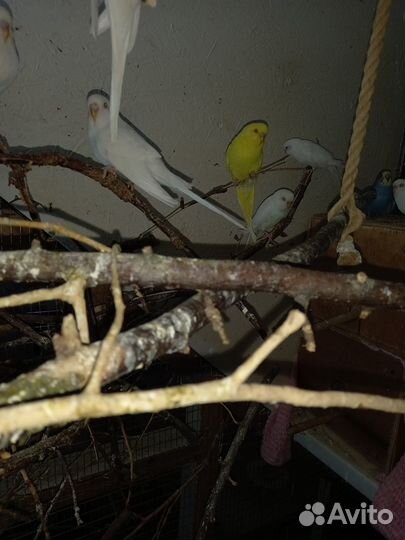 Птенцы волнистый попугай