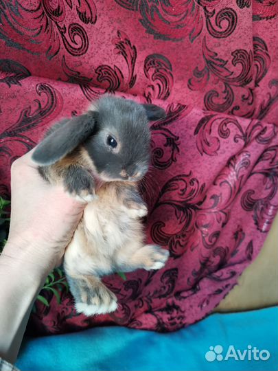 Вислоухие крольчата, красивые окрасы