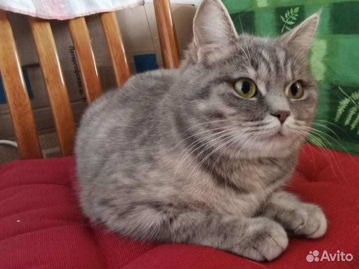 Кошка и Кот