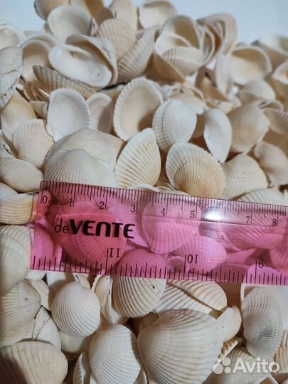 Ракушки скафарка 