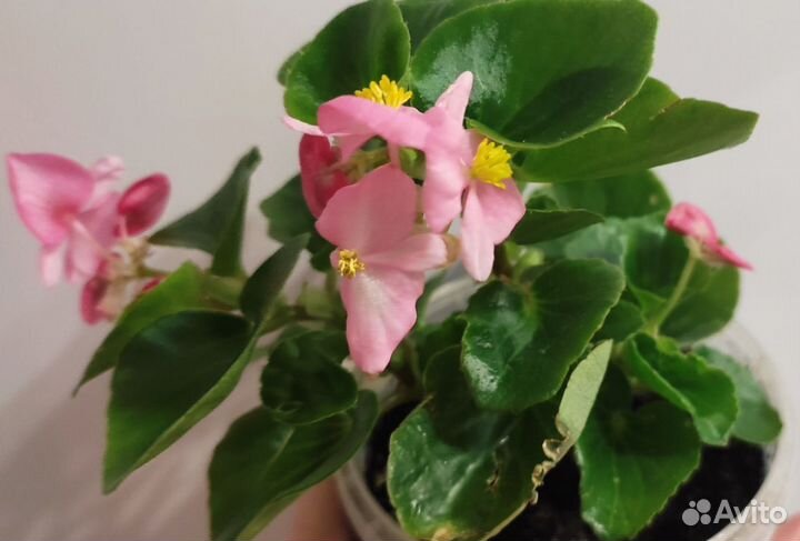 Бегония вечноцветущая