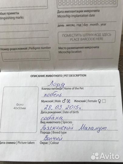 Отдам в добрые руки
