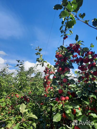 Яблоки ранетки