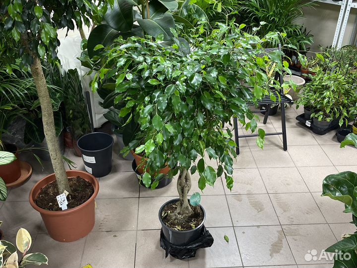 Фикус бенджамина