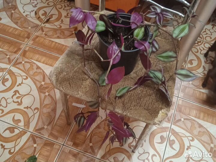 Традесканция зебрина