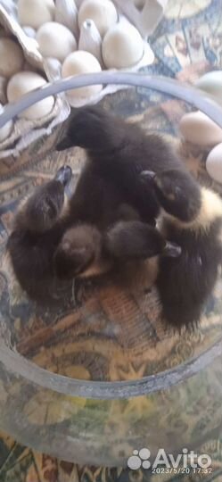 Утята индийский бегугок