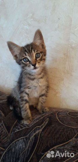 Котята 3 месяца