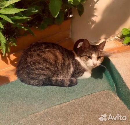 Очень ласковая кошка