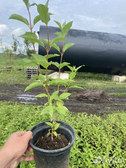 Дерен белый