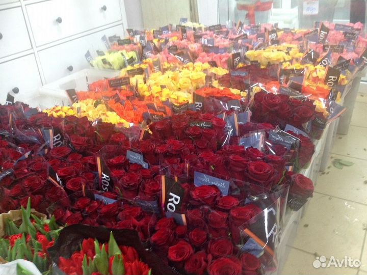 Роза Кенийская