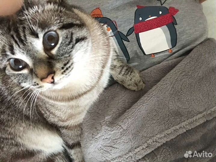 Кошечка Ася