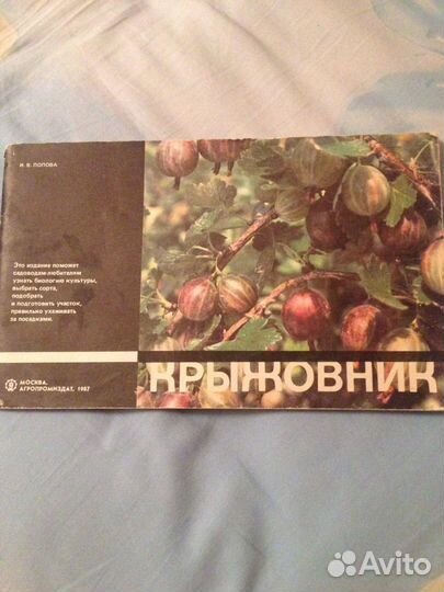 Крыжовник 1987 г