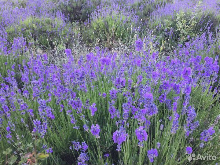 Экскурсия — Алушта — Красный камень, Никитская рас