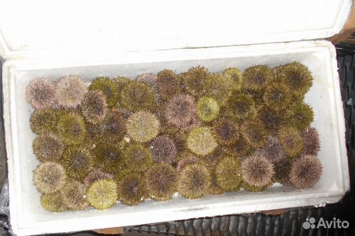 Морской Ёж, Морские Ежи Мурманск