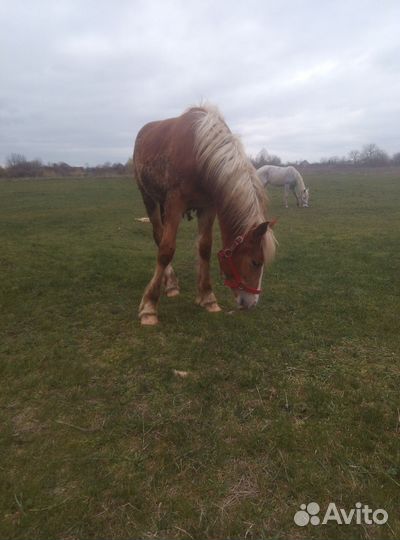 Лошадь кобыла тяжеловоз