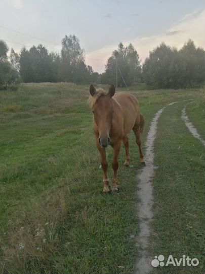 Продам лошадь кобылу
