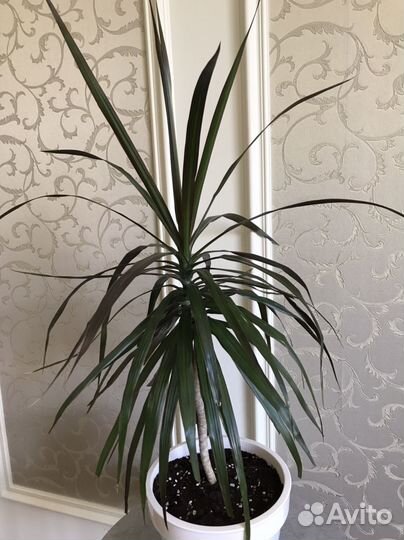 Драцена маргината