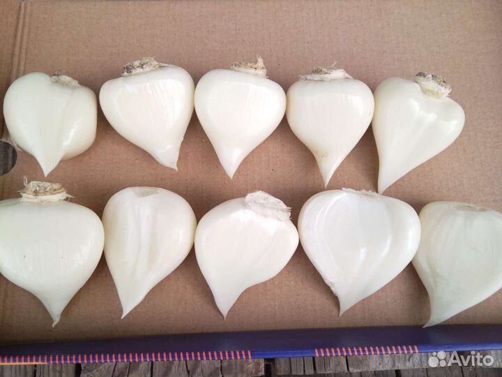 Лук Анзур, тюльпан почтой