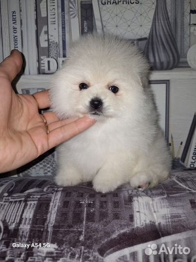 Щенки шпица