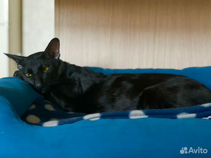 Ориентальная вязка. Ориентальный кот вязка