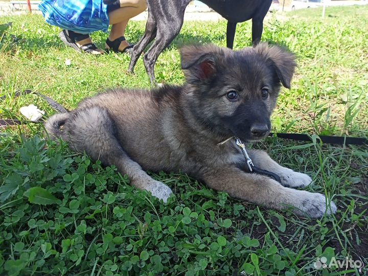 Альфа - щенок-девочка в дар